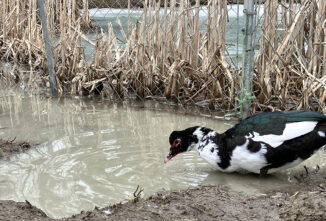 Effects of Flooding on Crops & Livestock